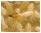 Subterranean Termites